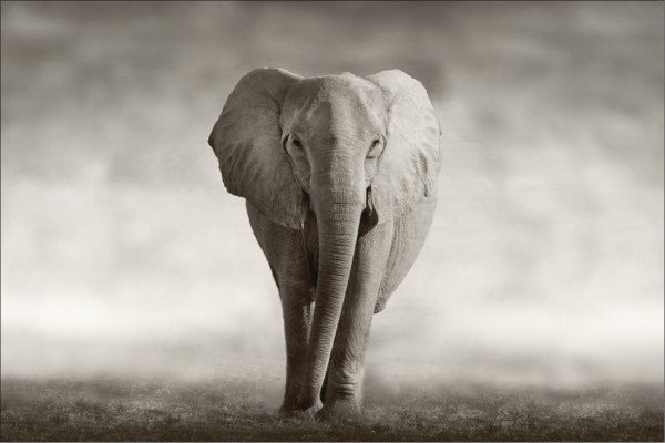 Elefant