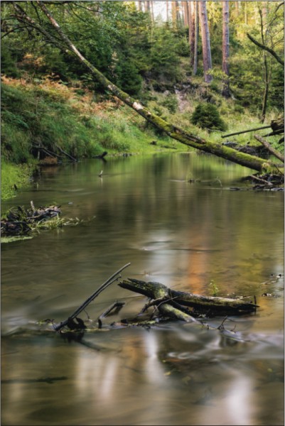 Fluss im Wald Hochformat