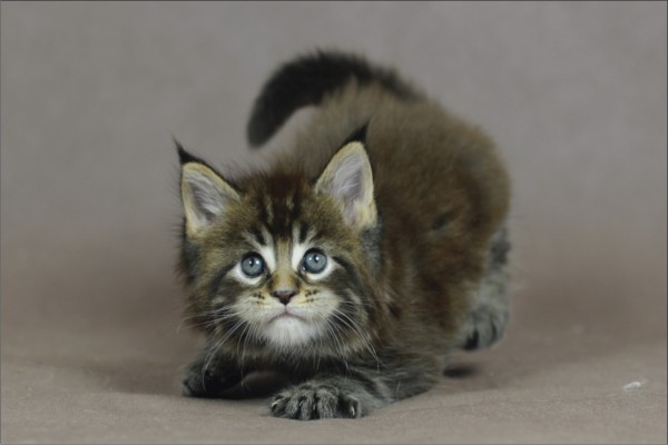 Murphy Maine Coon Baby