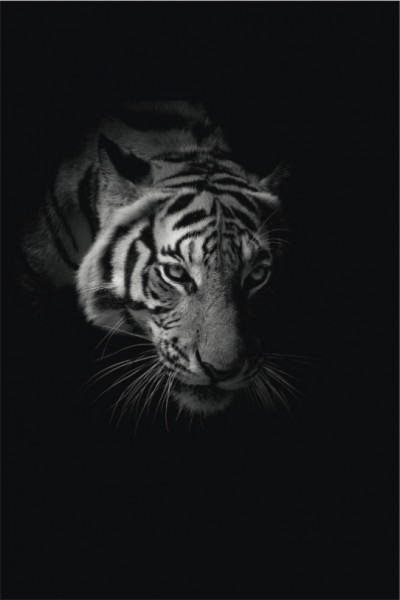 Tiger Hochformat