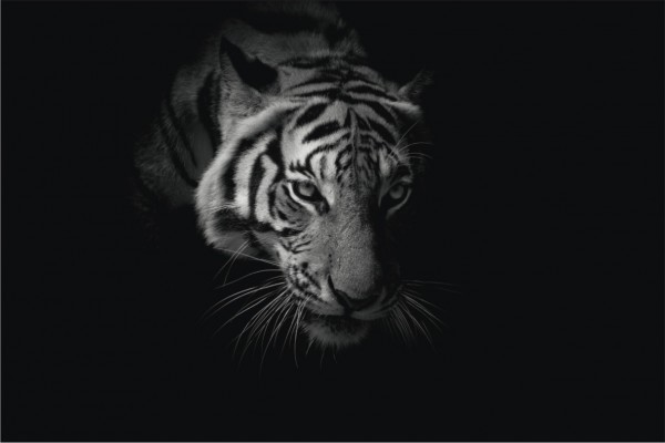 Tiger Querformat